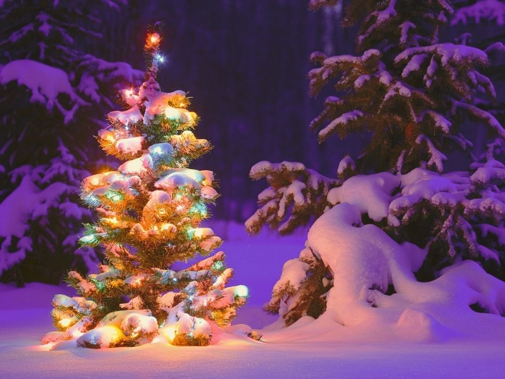 A image of snow filled spruce trees, with a smaller one in the front that is lit up with Christmas lights.