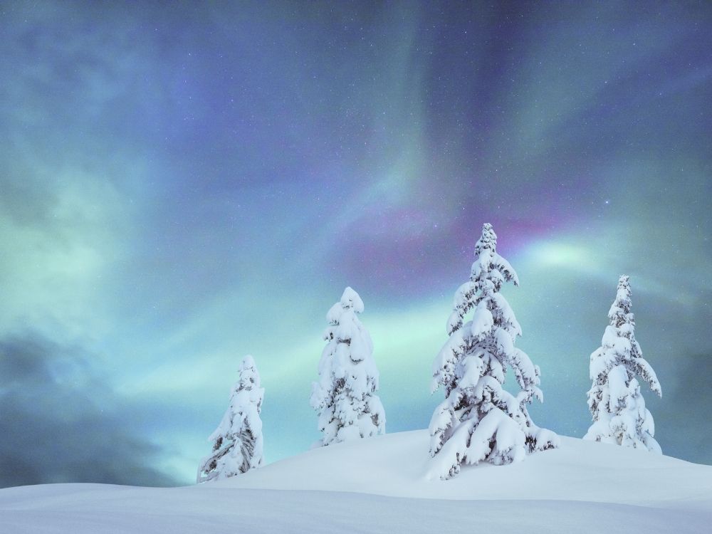 Snow covered spruce trees against a darkened blue magical night sky.