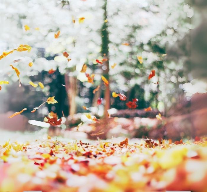 Autumn leaves falling.