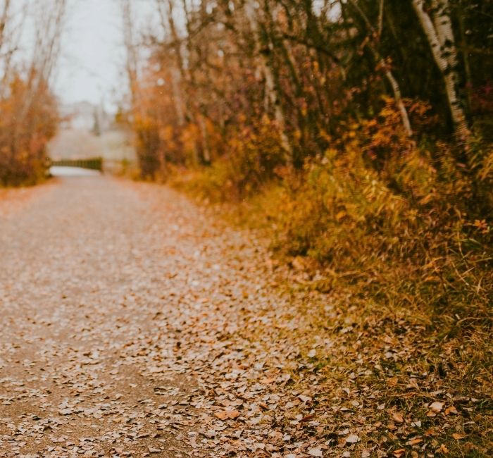 A paved path in the woods with many fallen leaves in the autumn.
