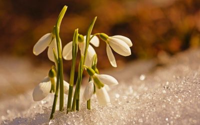 The 5 “R”s of Restarting and Spring (part one)