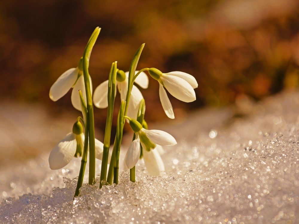 Beautiful white flower buds poking through the spring snow signifying the restarting of spring.