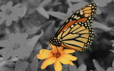 3 HOPEFUL Reasons to Recover from Toxic Stress and Trauma