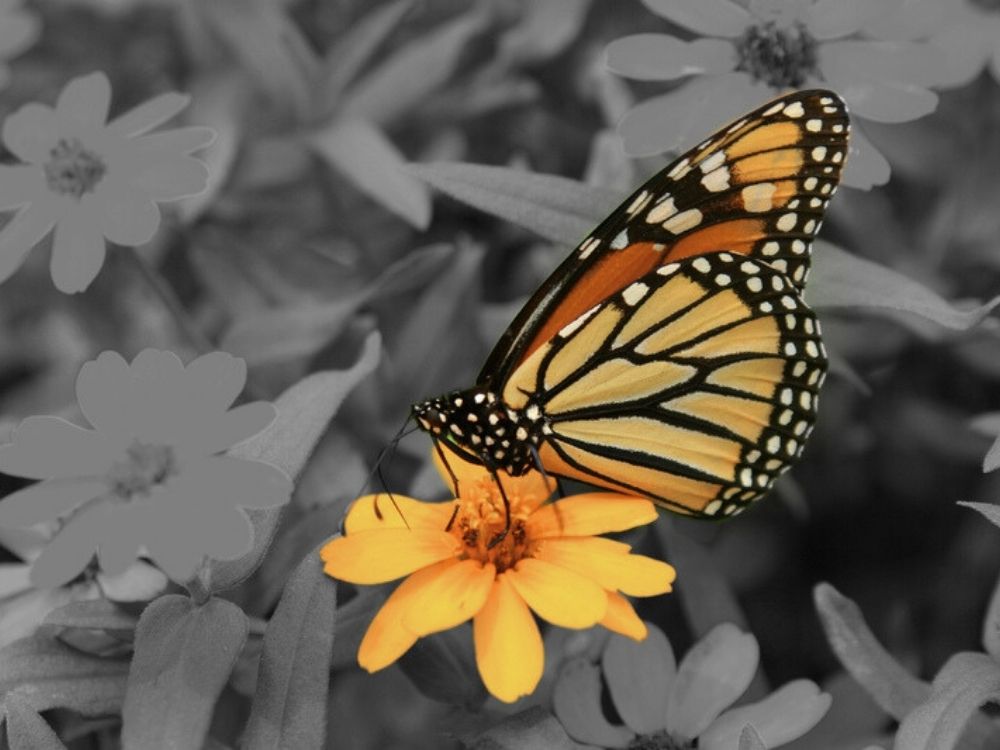 A colourful monarch butterfly against a grey background of flowers representing the hopeful reasons to recover from toxic stress and trauma.