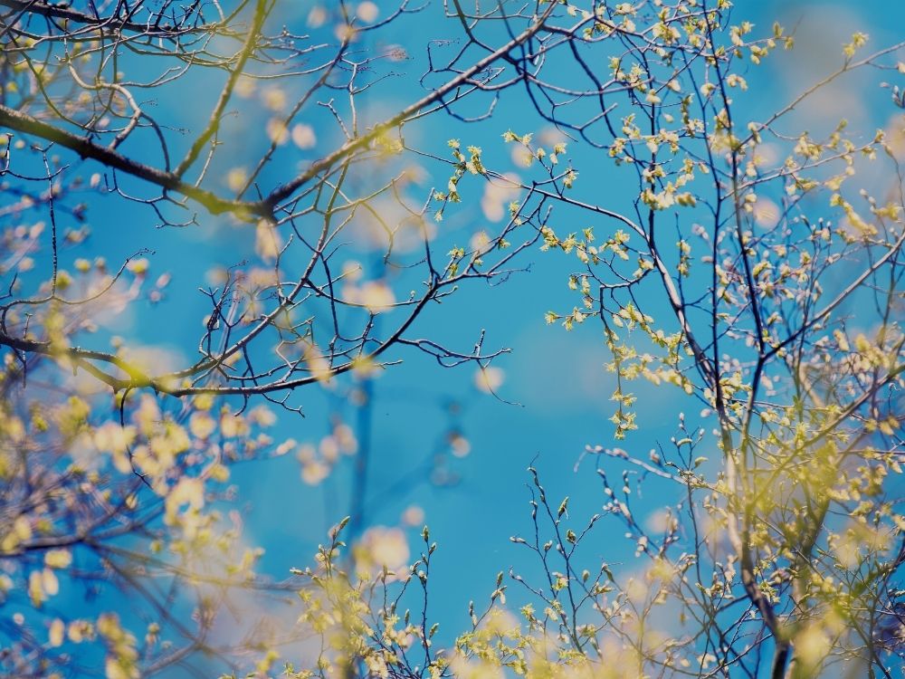A vibrant photo of the tree buds of Spring representing "restarting".