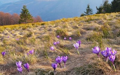 The 5 “R”s of Restarting and Spring (part two)