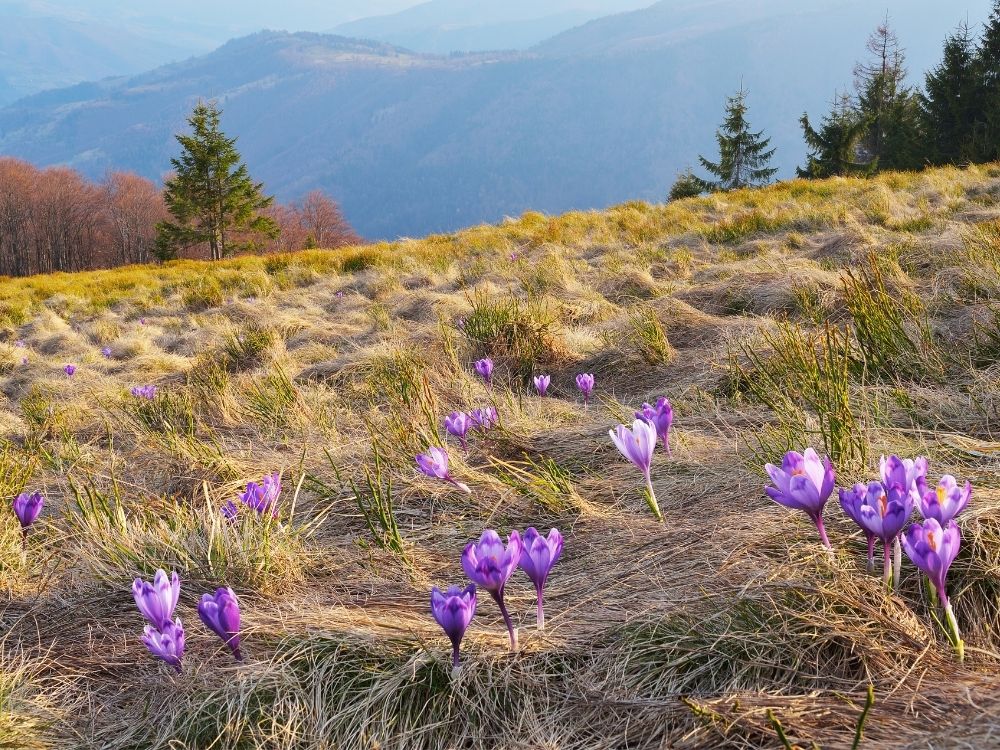 Purples flowers coming up signifying the restart of spring.